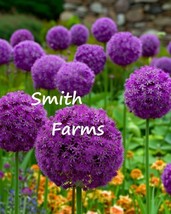 AD 25 Seeds Purple Allium Giganteum Flowers Home Garden - €11,41 EUR AD 25 Seeds Purple Allium Giganteum Flowers Home Garden - €11,41 EUR