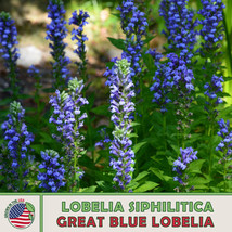 1000 Great Blue Lobelia Seeds Lobelia Siphilitica Bee &amp; Butterfly Attractor Home - £6.83 GBP