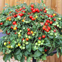 New Fresh 50 Seeds Carmelita Tomato Juicy Tomatoe Vegetable Garden - $7.00