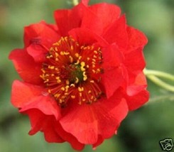 TH 50 Seeds Extra Large Red Blazing Sunset Geum Flower Seeds / Perennial - £11.47 GBP