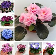 African Violet Seeds Mixed Garden Fresh USA Store - $6.80