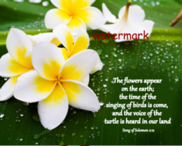 Song Of Solomon 2:12 The Flowers Appear On Earth...Bible Quote Photo - £3.93 GBP+