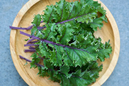 500 Red Russian Kale Seeds Fresh Fast Shipping - $3.36