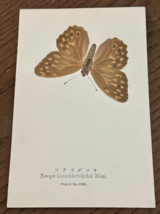 Antiq REAL Butterfly Neope Goschkevitchii Nawa Entomological Japan 1910 ... - $22.58