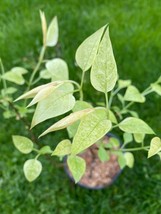 Syringa vulgaris &#39;Weston’s Rainbow&#39; Lilac - Live Plant - 1 Gallon Pot - $55.00