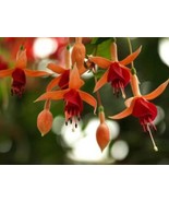 10PCS Fuchsia Seeds   Orange Flowers with Dark Red Centre Flowers - $5.67