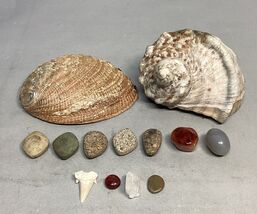 Lot Of 13- Turban Shell/Halitosis Abalone Shell/Caradian Stone/Danburite... - $307.18 MXN