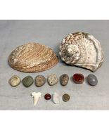 Lot Of 13- Turban Shell/Halitosis Abalone Shell/Caradian Stone/Danburite... - $307.18 MXN