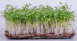 9.000  Broccoli Microgreen Seeds  Bulk Fresh Garden Seeds - $22.00