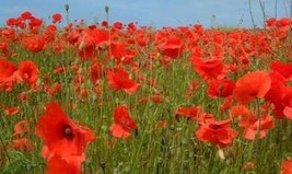 Poppy AMERICAN Legion Red Flower 1000 Seeds Free Shipping - $75.58 MXN