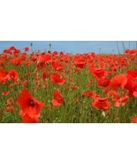 Poppy AMERICAN Legion Red Flower 1000 Seeds Free Shipping - $76.02 MXN