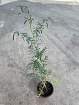 Live Common Rue With Pot 15 Inch Ruta Graveolens Herb Of Grace Ready To ... - $65.98