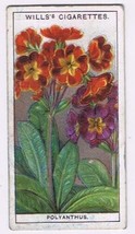 Wills Cigarette Card Garden Flowers #36 Polyanthus - £0.78 GBP