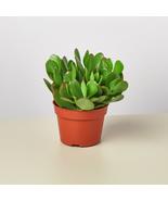 Succulent Crassula 'Jade' - $14.99+