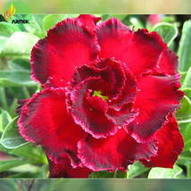 Rosemarie Dark Red Desert Rose Adenium Obesum Seeds 2 Seeds big double flowers w - £7.82 GBP