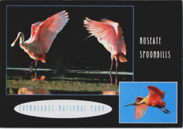 Postcard Roseate Spoonbills Everglades National Park Florida 6 x 4 Inx. - £3.92 GBP
