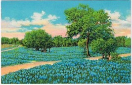 Postcard Beautiful Blue Bonnets State Flower Texas - $2.96