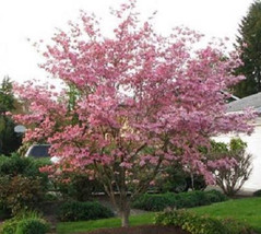 10 Pink Dogwood Tree Seeds-1193A - £3.13 GBP