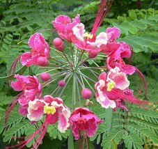 Caesalpinia Pulcherrima Pink Peacock Flower 5 Seeds USA Garden - £12.03 GBP