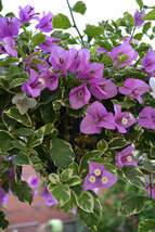 Blueberry Ice Variegated Bougainvillea starter/plug Plant Well Rooted - £39.11 GBP