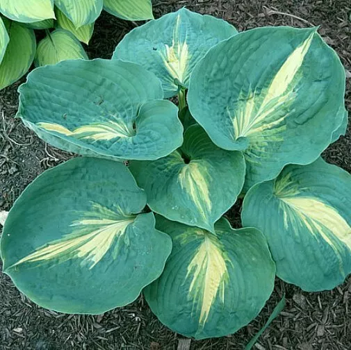 Hosta Dream Queen Potted Plant  - £23.22 GBP