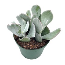 Cotyledon Orbiculata, Pig&#39;s Ear, 4 inch Round-leafed Succulent Navel-Wort - £9.00 GBP