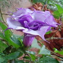 Datura Seeds Black Currant Swirl Double Flower 25 Seeds Angels Trumpet Brugmansi - $22.75