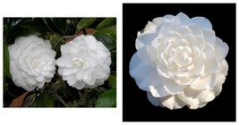 Camellia Japonica Seafoam Live Starter Plant -Highly Variable Blooms! - £36.79 GBP