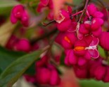 Spindle Berry Tree Var Euonymus Europaeus  10 Seeds Us Seller - $8.99