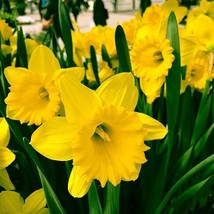 Narcissus Dutch Master Yellow Trumpet Daffodil 6 Flower Plant Bulbs USA ... - $38.70