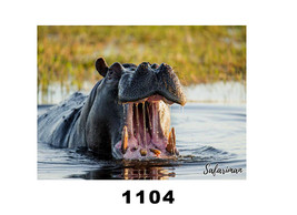 HIPPO #1100 on 6 x 8 SUBLISLATE - $14.80