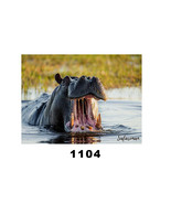HIPPO #1100 on 6 x 8 SUBLISLATE - $14.80