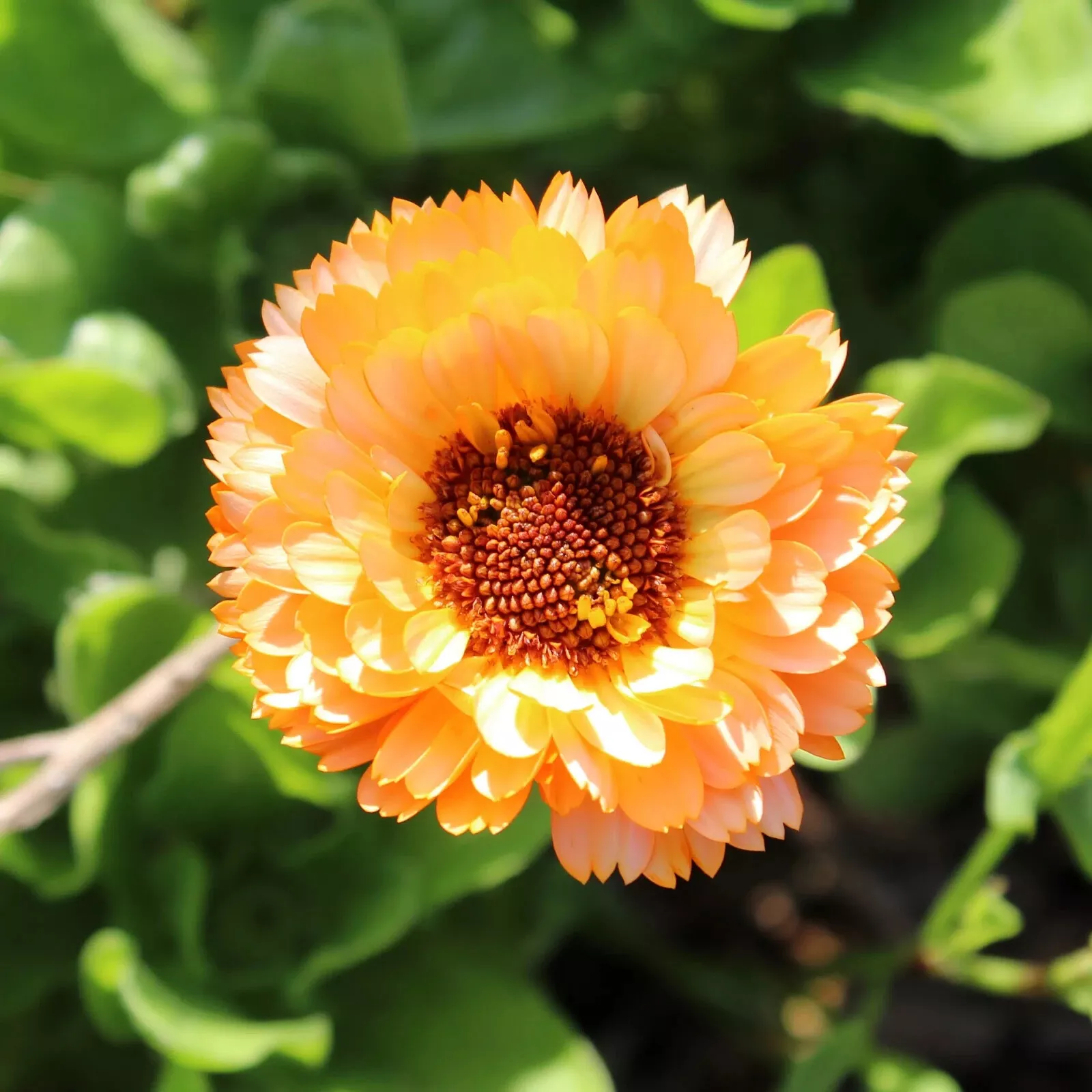 Orange Surprise Marigold 25 Seeds for Garden Planting USA - £7.43 GBP