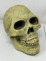 Human Skull Replica 8&quot; Coin Money Head Bank Halloween Display - £23.70 GBP