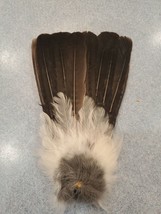 Eurasian Blue Jay Bird Full Tail Feathers JB5 - £11.66 GBP