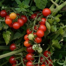 50 Tomato Seeds Tomato Candyland Red Currant Tomato Seeds Fresh Garden USA SELLE - £23.74 GBP