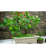 MBK Tropaeolum Nanum Nasturtium Dwarf Empress Of India Delicate Fast Ship - $256.88 MXN