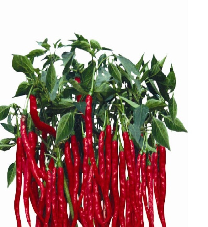 BEST PRICE 200 Seeds Imported Thai Eugonic Pepper,DIY Vegetable Seeds TS144 DG - $7.00