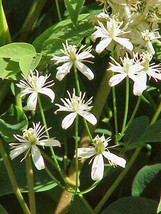 Clematis Recta Upright Clematis Ground Virginsbower 10 Seeds Garden Beautiful US - £9.31 GBP