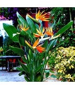 Orange Bird Of Paradise 10+ Seeds Strelitzia Reginae Tropical Crane Flower - $36.83 CAD
