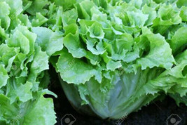 Broad Leaf Endive 500 Seeds USA Garden - $5.78