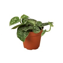 Pothos 'Satin'-4" Pot / Black Cylinder - $1,615.13 MXN