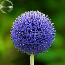 Blue Globe Thistle Echinops Big Onion Flowers 50 Seeds Good Looking Flow... - $9.97