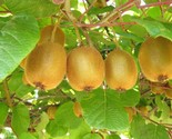 25 Kiwi Fruit Kiwi Actinidia Vine Seeds (Kiwifruit, Hardy Tara Vine, Goo... - $6.75