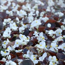 150 Pelleted Begonia Seeds Chocolates White FLOWER SEED- Garden &amp; Outdoo... - £47.26 GBP