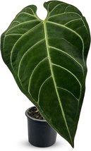 Anthurium Regale Aff By Leal Plants Ecuador|Anthurium X Luxurians|Elephant Ear - £31.34 GBP