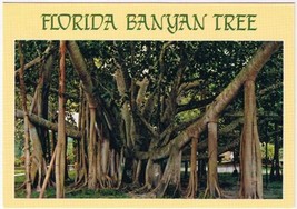 Florida Postcard Giant Banyan Trees  - £2.22 GBP