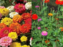 200+ Seeds Zinnia Pompon Mixed Flower Colorful Rainbow Blooms - £9.55 GBP