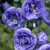 50 Double Blue Heirloom Campanula Canterbury Bells   Flower Seeds Fresh Seeds US - £18.38 GBP