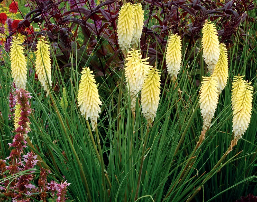 Kniphophia Pineapple Popsicle Plant Rooted 5.25 Inch Pot Perennial Red H... - $33.68